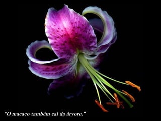 “O macaco também cai da árvore.”
 