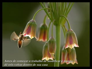 Antes de começar o trabalho de modificar o mundo,
dê três voltas dentro de sua casa
 