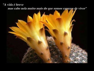 “A vida é breve
   mas cabe nela muito mais do que somos capazes de viver”
 