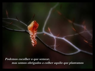 Podemos escolher o que semear,
    mas somos obrigados a colher aquilo que plantamos
 