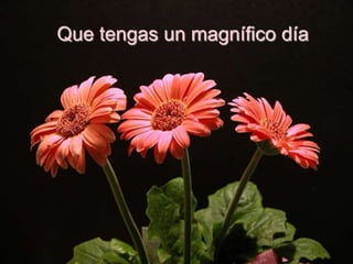 Que tengas un magnífico día
 