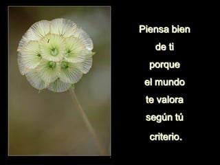 Piensa bien
de ti
porque
el mundo
te valora
según tú
criterio.
 