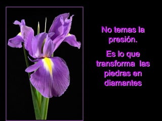 No temas la
presión.
Es lo que
transforma las
piedras en
diamantes
 