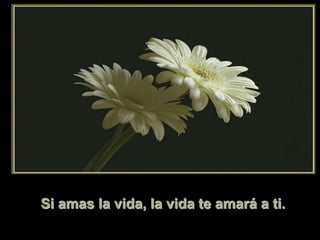 Si amas la vida, la vida te amará a ti.
 