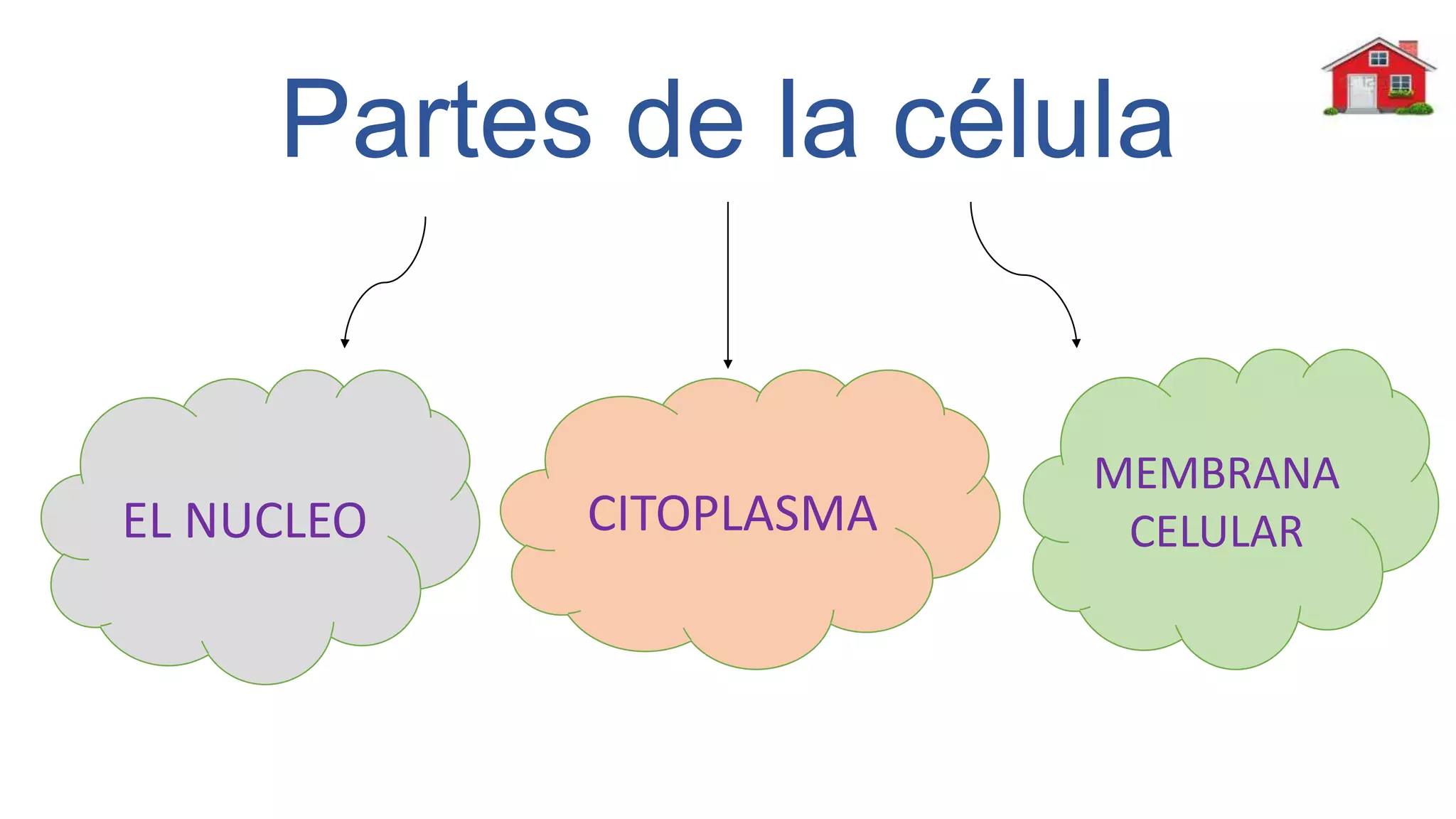 Partes de la célula
EL NUCLEO CITOPLASMA
MEMBRANA
CELULAR