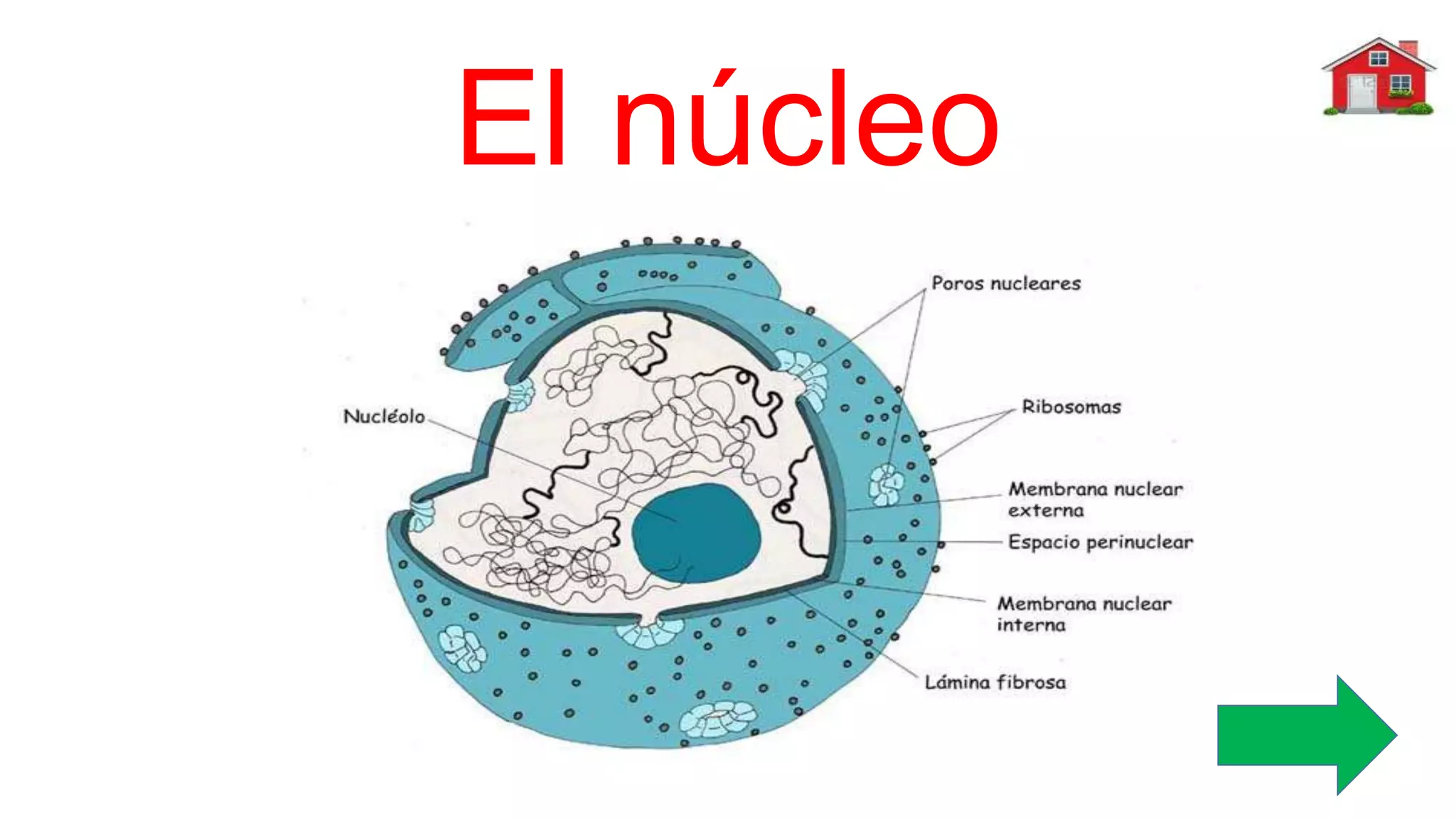 El núcleo