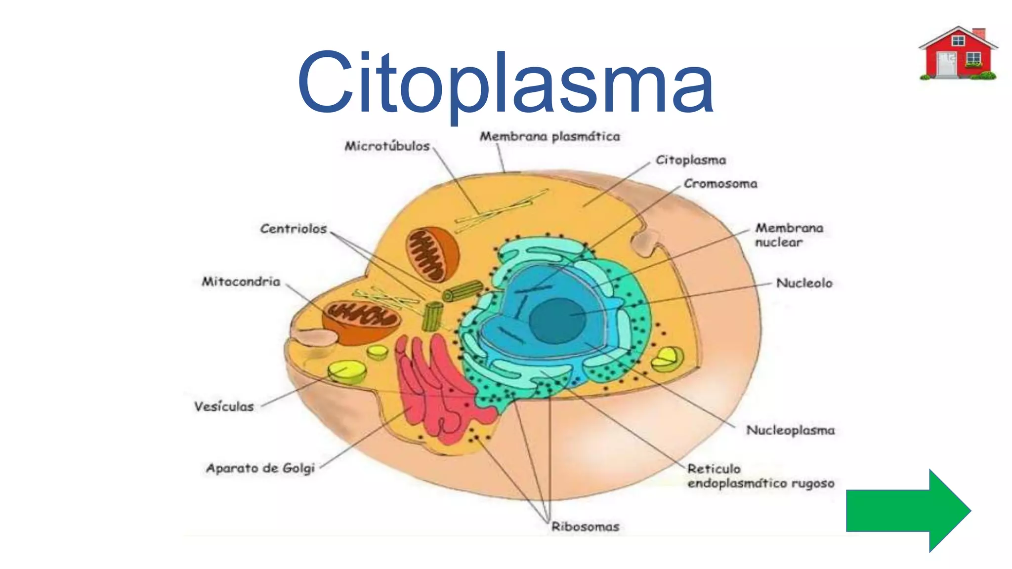 Citoplasma