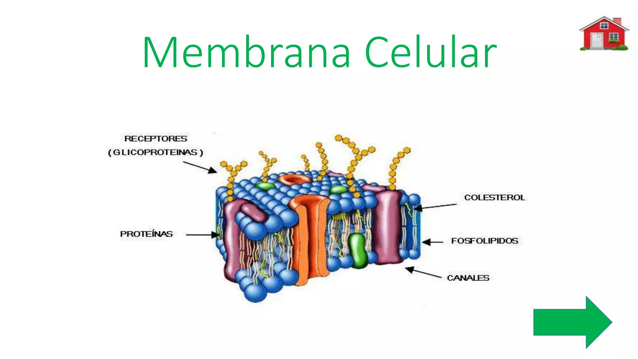 Membrana Celular
