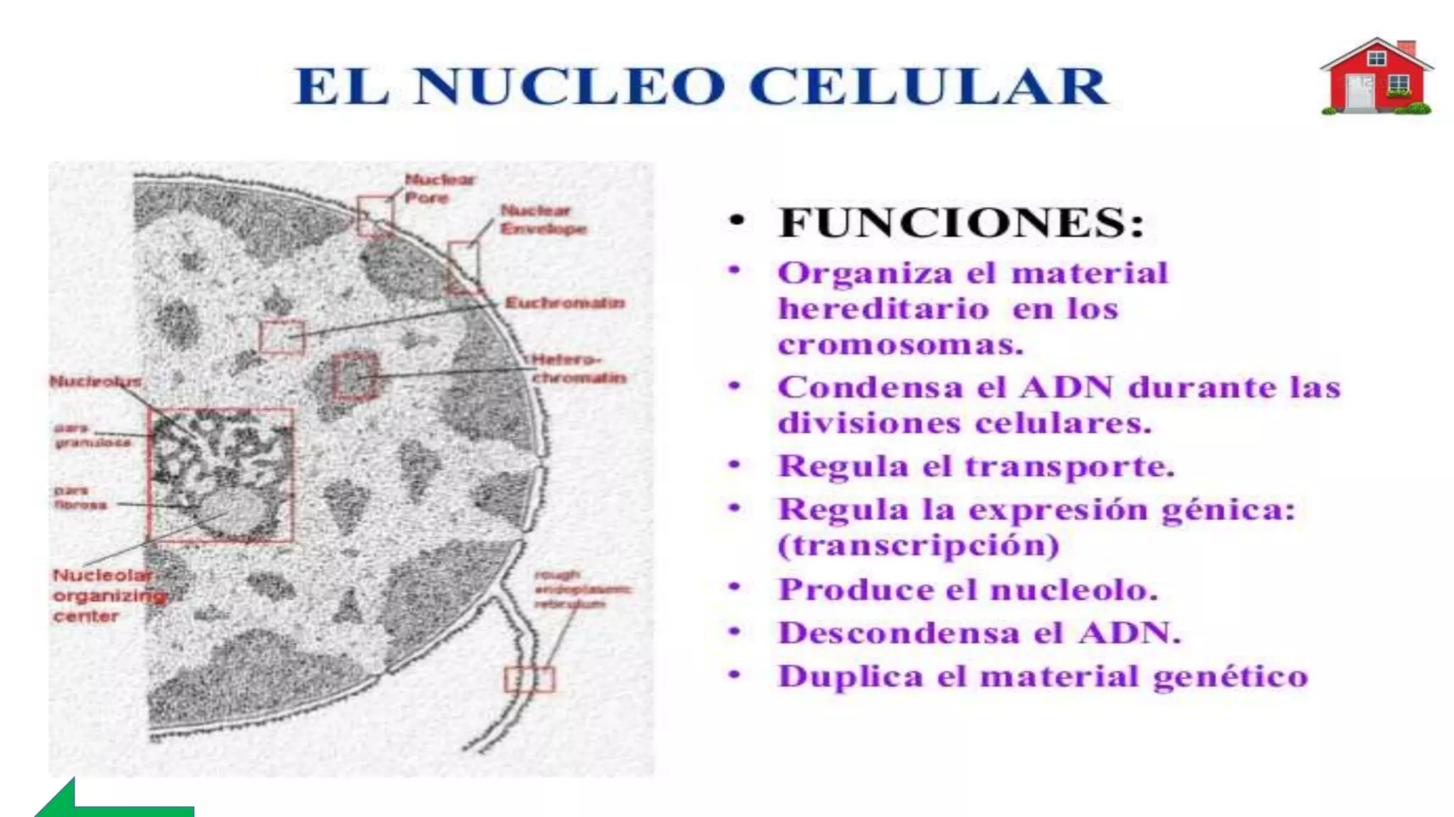 Flores lourdes lacelula