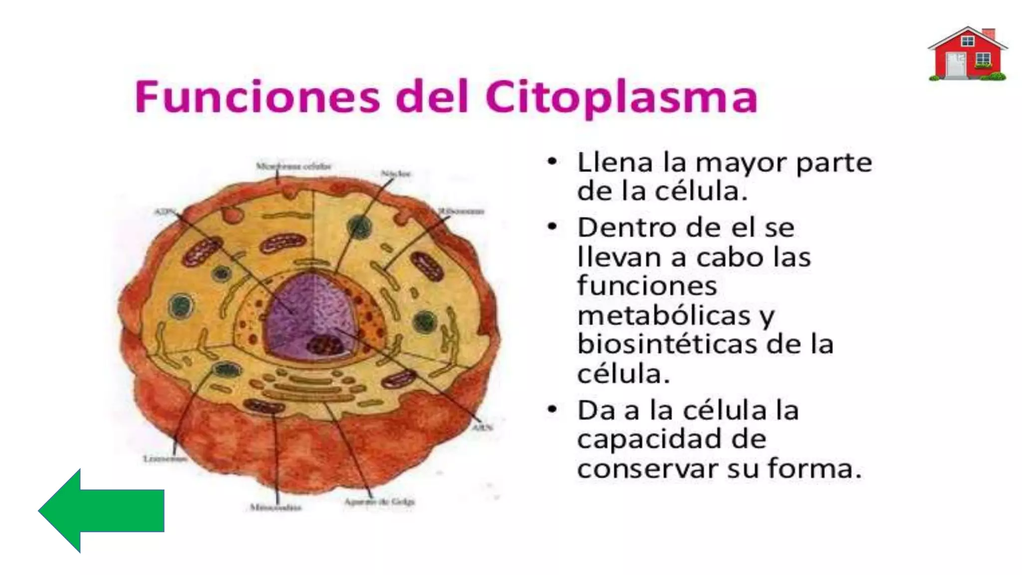 Flores lourdes lacelula