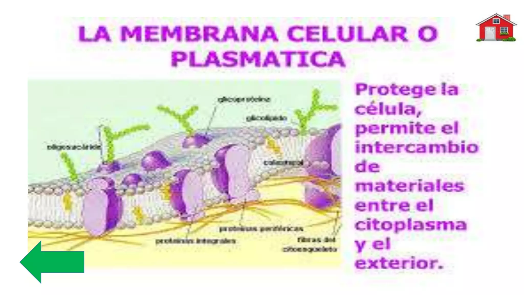 Flores lourdes lacelula