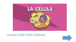 Lourdes Sofía Flores Collanqui
 