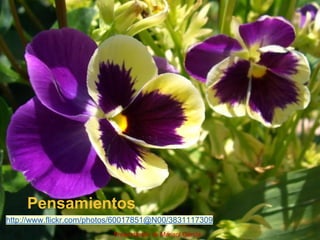 Pensamientos
http://www.flickr.com/photos/60017851@N00/3831117309
Presentación de Marisol García