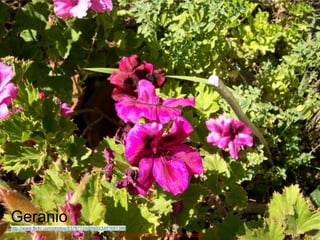 Geranio
http://www.flickr.com/photos/83787724@N00/3491687386
Presentación de Marisol García