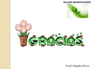 Flores nayda taller1