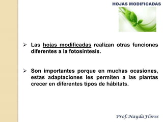  Las hojas modificadas realizan otras funciones
diferentes a la fotosíntesis.
 Son importantes porque en muchas ocasiones,
estas adaptaciones les permiten a las plantas
crecer en diferentes tipos de hábitats.
 