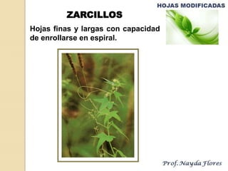 Hojas finas y largas con capacidad
de enrollarse en espiral.
ZARCILLOS
 