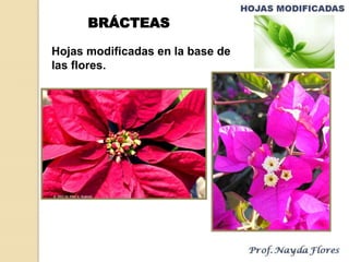 Hojas modificadas en la base de
las flores.
BRÁCTEAS
 