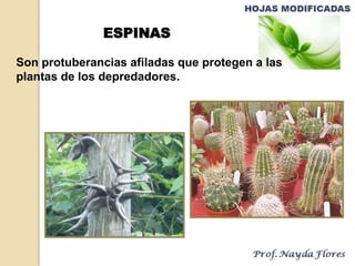 Son protuberancias afiladas que protegen a las
plantas de los depredadores.
ESPINAS
 