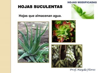 Hojas que almacenan agua.
HOJAS SUCULENTAS
 