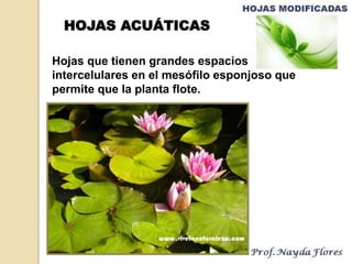 Hojas que tienen grandes espacios
intercelulares en el mesófilo esponjoso que
permite que la planta flote.
HOJAS ACUÁTICAS
 