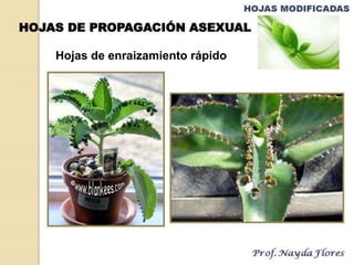 Hojas de enraizamiento rápido
HOJAS DE PROPAGACIÓN ASEXUAL
 