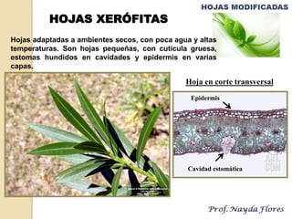 Hojas adaptadas a ambientes secos, con poca agua y altas
temperaturas. Son hojas pequeñas, con cutícula gruesa,
estomas hundidos en cavidades y epidermis en varias
capas.
HOJAS XERÓFITAS
Epidermis
Cavidad estomática
Hoja en corte transversal
 