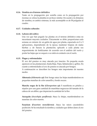 4.1.6. Siembra en el terreno definitivo
Tanto en la propagación por semilla como en la propagación por
rizomas se coloca la plantita en un hoyo similar. En cuanto a la distancia
de siembra, en ambos sistemas, la más aconsejable es de 50 pulgadas al
cuadro.
4.1.7. Cuidados culturales
4.1.8. Labores del cultivo
Una vez que han pegado las plantas en el terreno definitivo estas no
necesitaran mayores cuidados. Únicamente se debe: proporcionar cada
semana un minuto de un galón de agua por planta, espaciado en 2 o 3
aplicaciones, dependiendo de la época; mantener limpias de malas
hierbas y de basura la plantación; aplicarle a cada planta sus
requerimiento de fertilizantes de acuerdo con el análisis del suelo y
podar las hojas que se sequen o se estén en contacto con el suelo.
4.1.9. Plagas y enfermedades
El ave del paraíso es muy atacada por insectos. En pequeña escala
aparecen en las plantaciones Araña Roja, Trips, Saltamontes y grillos. En
cuanto a enfermedades el ave de paraíso es atacada por hongos.
A continuación se describen los hongos más importantes de nuestro
medio:
Alternaria (Alternaria sp): Este hongo ataca las hojas manifestándose en
pequeñas manchas de color amarillo y borde oscuro.
Mancha negra de la flor (Gloesporium sp): S manifiesta en pétalos y
sépalos por una gran cantidad de manchitas negruzcas del tamaño de la
cabeza de un alfiler, que deprecian la cantidad de la flor.
Ascoquita (Ascochyta pasiflorae): Ataca la shojas, manifestándose en
manchas de color marrón.
Fusarium (Fusarium monoliforme): Ataca las raíces causándoles
pudrición. Se ha estudiado la siembra y cuidados que deben darse al ave
del paraíso.
 