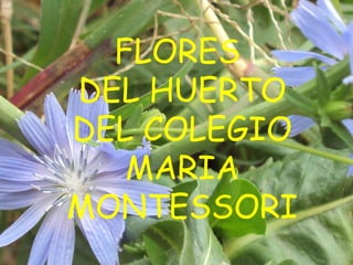FLORES
DEL HUERTO
DEL COLEGIO
MARIA
MONTESSORI
 