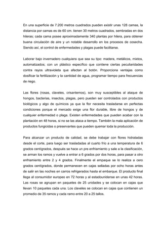 En una superficie de 7.200 metros cuadrados pueden existir unas 128 camas, la
distancia por camas es de 60 cm. tienen 30 metros cuadrados, sembradas en dos
hileras; cada cama posee aproximadamente 340 plantas por hilera, para obtener
buena circulación de aire y un notable desarrollo en los procesos de cosecha.
Siendo así, el control de enfermedades y plagas puede facilitarse.


Laborar bajo invernadero cualquiera que sea su tipo: madera, metálicos, mixtos,
automatizados; con un plástico específico que contiene ciertas peculiaridades
contra rayos ultravioleta que afectan al botón. Proporciona ventajas como
dosificar la fertilización y la cantidad de agua, programar tiempo para frecuencias
de riego.


Las flores (rosas, claveles, crisantemos), son muy susceptibles al ataque de
hongos, bacterias, insectos, plagas, pero pueden ser controlados con productos
biológicos y algo de químicos ya que la flor necesita trasladarse en perfectas
condiciones porque el mercado exige una flor durable, libre de hongos y de
cualquier enfermedad o plaga. Existen enfermedades que pueden acabar con la
plantación en 48 horas, si no se las ataca a tiempo. También la mala aplicación de
productos fungicidas o preservantes que pueden quemar toda la producción.


Para alcanzar un producto de calidad, se debe trabajar con flores hidratadas
desde el corte, para luego ser trasladadas al cuarto frío a una temperatura de 6
grados centígrados, después se hace un pre enfriamiento y sale a la clasificación,
se arman los ramos y vuelve a entrar a 6 grados por dos horas, para pasar a otro
enfriamiento entre 2 y 4 grados. Finalmente el empaque se lo realiza a cero
grados centígrados, donde permanecen en cajas selladas por ocho horas antes
de salir en las noches en carros refrigerados hasta el embarque. El producto final
llega al consumidor europeo en 72 horas y al estadounidense en unas 42 horas.
Las rosas se agrupan en paquetes de 25 unidades y se colocan en cajas que
llevan 10 paquetes cada una. Los claveles se colocan en cajas que contienen un
promedio de 35 ramos y cada ramo entre 20 a 25 tallos.
 