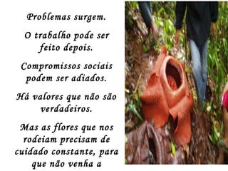 Problemas surgem. O trabalho pode ser feito depois. Compromissos sociais podem ser adiados. Há valores que não são verdadeiros. Mas as flores que nos rodeiam precisam de cuidado constante, para que não venha a fenecer. 