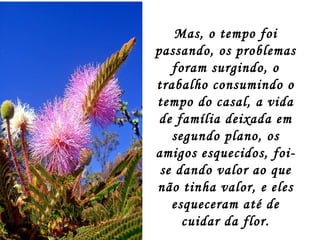 Mas, o tempo foi passando, os problemas foram surgindo, o trabalho consumindo o tempo do casal, a vida de família deixada em segundo plano, os amigos esquecidos, foi-se dando valor ao que não tinha valor, e eles esqueceram até de cuidar da flor. 