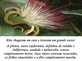 Até que um dia, sem mais nem menos a flor morreu. Eles chegaram em casa e levaram um grande susto! A planta, antes exuberante, definhou de solidão e indiferença, saudade e melancolia, estava completamente morta. Suas raízes estavam ressecadas, as folhas amareladas e a flor completamente murcha. 