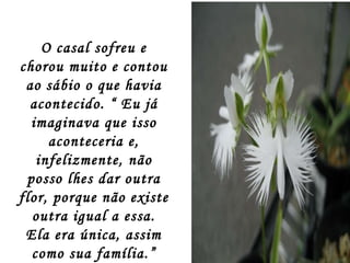 O casal sofreu e chorou muito e contou ao sábio o que havia acontecido. “ Eu já imaginava que isso aconteceria e, infelizmente, não posso lhes dar outra flor, porque não existe outra igual a essa. Ela era única, assim como sua família.” 