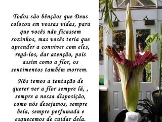 Todos são bênçãos que Deus colocou em vossas vidas, para que vocês não ficassem sozinhos, mas vocês teria que aprender a conviver com eles, regá-los, dar atenção, pois assim como a flor, os sentimentos também morrem.  Nós temos a tentação de querer ver a flor sempre lá, , sempre a nossa disposição, como nós desejamos, sempre bela, sempre perfumada e esquecemos de cuidar dela. 