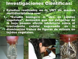 Investigaciones Científicas:
• Estudios realizados en la UNT de manera
multidisciplinaría son:
1.- “Estudio biológico in vivo en células
vegetales”, demostró que los extractos de
la hoja poseen efecto inhibitorio sobre el
crecimiento celular expresado en la
disminución franca de figuras de mitosis en
tejidos vegetales.
 
