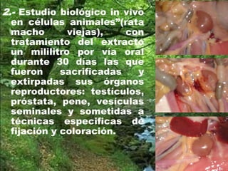 2.- Estudio biológico in vivo
en células animales”(rata
macho viejas), con
tratamiento del extracto
un mililitro por vía oral
durante 30 días las que
fueron sacrificadas y
extirpadas sus órganos
reproductores: testículos,
próstata, pene, vesículas
seminales y sometidas a
técnicas especificas de
fijación y coloración.
 