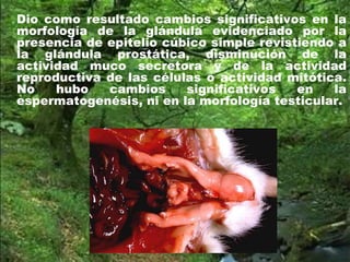 Dio como resultado cambios significativos en la
morfología de la glándula evidenciado por la
presencia de epitelio cúbico simple revistiendo a
la glándula prostática, disminución de la
actividad muco secretora y de la actividad
reproductiva de las células o actividad mitótica.
No hubo cambios significativos en la
espermatogenésis, ni en la morfología testicular.
 