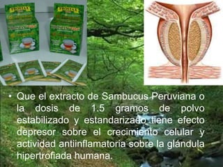 • Que el extracto de Sambucus Peruviana o
la dosis de 1.5 gramos de polvo
estabilizado y estandarizado tiene efecto
depresor sobre el crecimiento celular y
actividad antiinflamatoria sobre la glándula
hipertrofiada humana.
 
