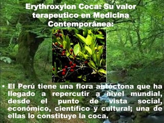 Erythroxylon Coca: Su valor
terapeutico en Medicina
Contemporánea:
• El Perú tiene una flora autóctona que ha
llegado a repercutir a nivel mundial,
desde el punto de vista social,
económico, científico y cultural; una de
ellas lo constituye la coca.
 