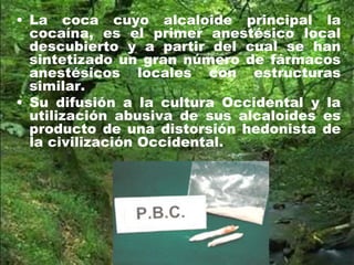 • La coca cuyo alcaloide principal la
cocaína, es el primer anestésico local
descubierto y a partir del cual se han
sintetizado un gran número de fármacos
anestésicos locales con estructuras
similar.
• Su difusión a la cultura Occidental y la
utilización abusiva de sus alcaloides es
producto de una distorsión hedonista de
la civilización Occidental.
 