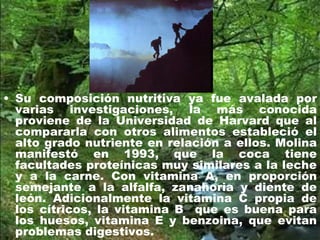 • Su composición nutritiva ya fue avalada por
varias investigaciones, la más conocida
proviene de la Universidad de Harvard que al
compararla con otros alimentos estableció el
alto grado nutriente en relación a ellos. Molina
manifestó en 1993, que la coca tiene
facultades proteínicas muy similares a la leche
y a la carne. Con vitamina A, en proporción
semejante a la alfalfa, zanahoria y diente de
león. Adicionalmente la vitamina C propia de
los cítricos, la vitamina B que es buena para
los huesos, vitamina E y benzoina, que evitan
problemas digestivos.
 