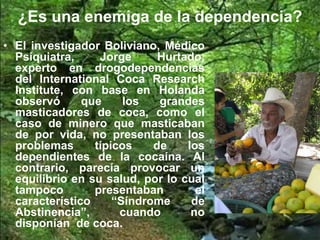 ¿Es una enemiga de la dependencia?
• El investigador Boliviano, Médico
Psiquiatra, Jorge Hurtado,
experto en drogodependencias
del International Coca Research
Institute, con base en Holanda
observó que los grandes
masticadores de coca, como el
caso de minero que masticaban
de por vida, no presentaban los
problemas típicos de los
dependientes de la cocaína. Al
contrario, parecía provocar un
equilibrio en su salud, por lo cual
tampoco presentaban el
característico “Síndrome de
Abstinencia”, cuando no
disponían de coca.
 