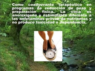 – Como coadyuvante terapéutico en
programas de reducción de peso y
preparación física. La coca es
anorexígena y estimulante diferente a
las anfetaminas provee de nutrientes y
no produce toxicidad o dependencia.
 