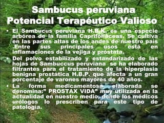 Sambucus peruviana
Potencial Terapéutico Valioso
• El Sambucus peruviana H.B.K. es una especie
arbórea de la familia Caprifoliáceas. Se cultiva
en las partes altas de los andes de nuestro país
.Entre sus principales usos está en
inflamaciones de la vejiga y próstata.
• Del polvo estabilizado y estandarizado de las
hojas de Sambuccus peruviana se ha elaborado
filtrantes para el tratamiento de la hiperplasia
benigna prostática H.B.P. que afecta a un gran
porcentaje de varones mayores de 40 años.
• La forma medicamentosa elaborada se
denomina:” PROSTAX VIDA” muy utilizada en la
actualidad en nuestro medio, donde los médicos
urólogos lo prescriben para este tipo de
patología.
 