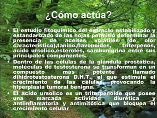 ¿Cómo actúa?
• El estudio fitoquímico del extracto estabilizado y
estandarizado de las hojas permitió determinar la
presencia de aceites volátiles (de olor
característico),tanino,flavonoides, triterpenos,
acido ursolico,esteroles, sambunigrina entre sus
principales componentes.
• Dentro de las células de la glándula prostática,
moléculas de testosterona se transforman en un
compuesto más potente llamado
dihidrotestosterona D.H.T., el que estimula el
crecimiento de las células, provocando la
hiperplasia tumoral benigna.
• El acido ursolico es un triterpenoide que posee
una marcada actividad diurética y
antiinflamatoria y antimitótica que bloquea el
crecimiento celular
 