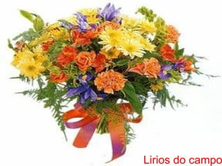 Lirios   do campo 