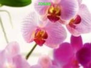 rosas 