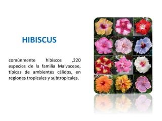 HIBISCUS
comúnmente hibiscos ,220
especies de la familia Malvaceae,
típicas de ambientes cálidos, en
regiones tropicales y subtropicales.
 