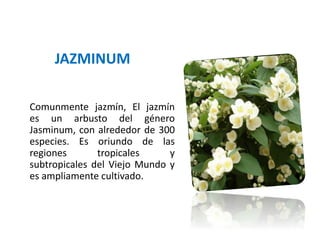 Comunmente jazmín, El jazmín
es un arbusto del género
Jasminum, con alrededor de 300
especies. Es oriundo de las
regiones tropicales y
subtropicales del Viejo Mundo y
es ampliamente cultivado.
JAZMINUM
 